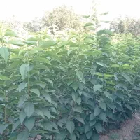 نهال گیلاس تک دانه و آلبالو اسرائیلی|خدمات باغبانی و درختکاری|انزل, |دیوار