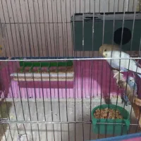 مزغ عشق|پرنده|شیراز, احمدی جنوبی|دیوار