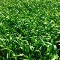 رشد انفجاری کود گندم