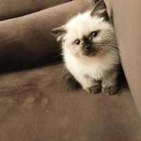 گربه هیمالین پدر اسکاتیش مادر هیمالین