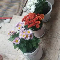 اجاره روزانه به مسافرگلسار