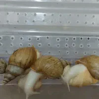 حلزون آلبینو|خزنده|قم, زنبیل آباد|دیوار