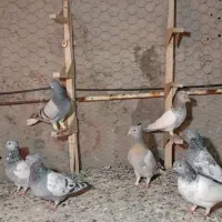 کفتر|پرنده|شیراز, مسلم|دیوار