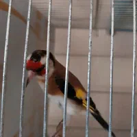 سهره|پرنده|قم, شاه ابراهیم|دیوار