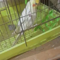 یک جفت عروس هلندی لوتینو کارداده|پرنده|پاکدشت, پاکدشت (مامازند)|دیوار