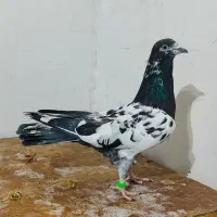 کبوتر پرشی|پرنده|آستانه اشرفیه, |دیوار