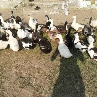 اردک گوشتی|حیوانات مزرعه|رضوانشهر, |دیوار