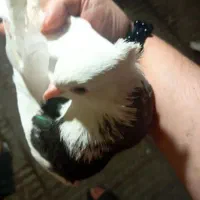 کبوتر طوقی پا پر  جوان طوق سیاه خوشگل زیبا
