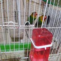 عروس هلندی .قناری .طوطی برزیلی|پرنده|کنگاور, |دیوار