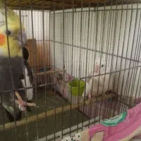 جفت عروس هلندی با جوجه|پرنده|مرودشت, ثبت احوال|دیوار