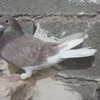 اوقون ماده