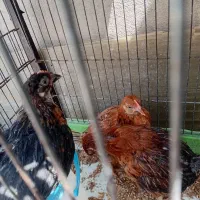 2عددمرغ 1 عدد خروس نیمچه