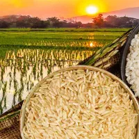 برنج درجه ۱ خوزستان