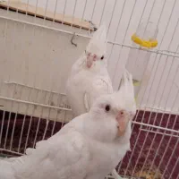 عروس هلندی آلبینو