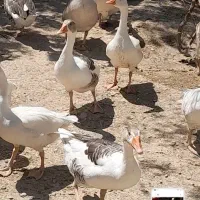 غاز مزرعه