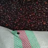 فروش لوبیا قرمز