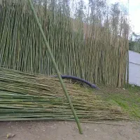 لوله خیزران کلی و جزیی|خدمات باغبانی و درختکاری|رشت, حومه رشت|دیوار