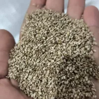 کنجد درجه یک