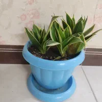 پاندانوس و سانسیوریا پاکوتاه ابلق|گل و گیاه طبیعی|قرچک, میرزائی جنوبی|دیوار