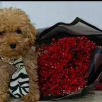 فرفری پودل اورجینال۱۰۰ درصد|سگ|رشت, لاکانی|دیوار