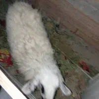 گوسفند بر ماده|حیوانات مزرعه|سراوان, |دیوار