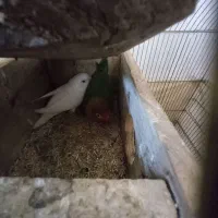 معاوضه برزیلی با عروس|پرنده|نقده, |دیوار