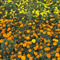 مغازه داریم برای داروخانه