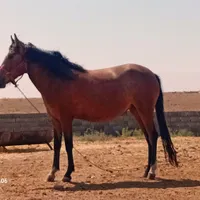 اسب|اسب و تجهیزات اسب‌سواری|مشهد, احمدآباد|دیوار