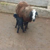 گوسفند بره دار|حیوانات مزرعه|سیمین شهر, |دیوار