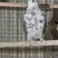 کبوتر ،معاوضه قناری ،سهره