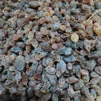 کشمش درشت مال امسال