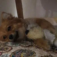 سگ خونگی|سگ|بوئین زهرا, |دیوار