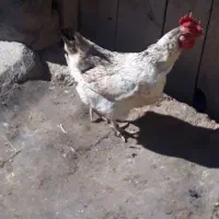 مرغ‌تخم‌گزار