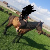 اسب یرقه|اسب و تجهیزات اسبسواری|گلبهار, نوبهار|دیوار