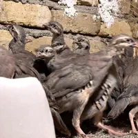 جوجه بلدرچین کوهی|حیوانات مزرعه|نظرآباد, شهرک سید جمال الدین|دیوار