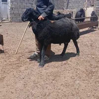 گوسفند