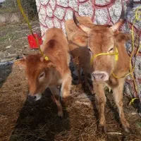 گاو وگوساله ماده چالوسی اصیل     لیشه ورزا