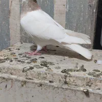 طوق لکه دار