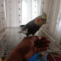 دو عدد عروس هلندی دستی سخنگو