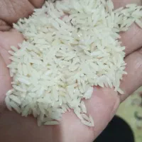 برنج دم سیاه فارسیان|خوردنی و آشامیدنی|آزادشهر, |دیوار
