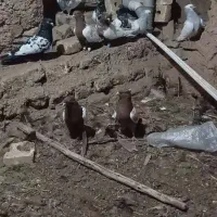 10 عدد کله زرد و سیاه وطوقی