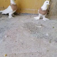 کفتر طوقی پرتقالی
