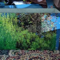 آکواریوم.معاوضه با انگشتر ساعت جی شاک قناری عروس..|ماهی|چناران, |دیوار