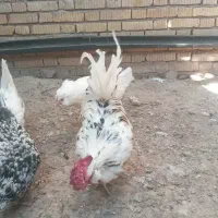 مرغ خروس گلین.به قیمت مناسب