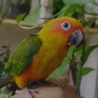 خاهان طوطی خورشیدی