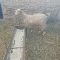 کالسکه بز