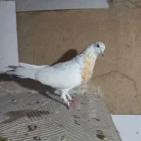 کبوتر نروماده هوایی
