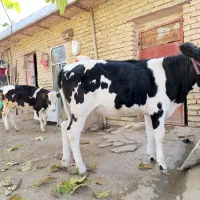 گوساله ماده سیمینتال و هلشتاین،گاو کردی