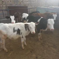 راس گوساله سمینتال