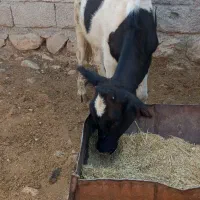 گوساله ماده دورگ